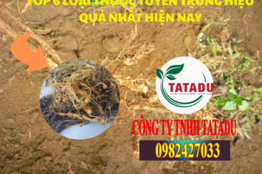 TOP 6 LOẠI THUỐC TUYẾN TRÙNG HIỆU QUẢ NHẤT HIỆN NAY