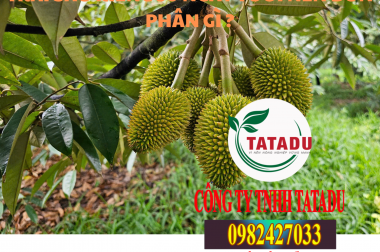 SẦU RIÊNG 30 NGÀY TUỔI NÊN BÓN PHÂN GÌ ? AN PHÁT NÔNG