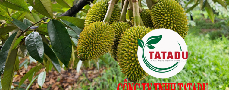 TRAI SAU RIENG 30 NGAY TUOI NEN BON PHAN GI