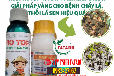 AZOPROTOP 450EW + PILARTEP 345SC: GIẢI PHÁP VÀNG CHO BỆNH CHÁY LÁ, THỐI LÁ SEN HIỆU QUẢ