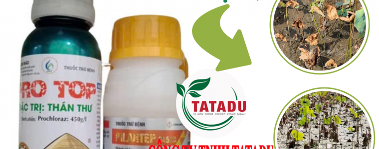 TRỪ BỆNH CHÁY LÁ, THỐI LÁ SEN
