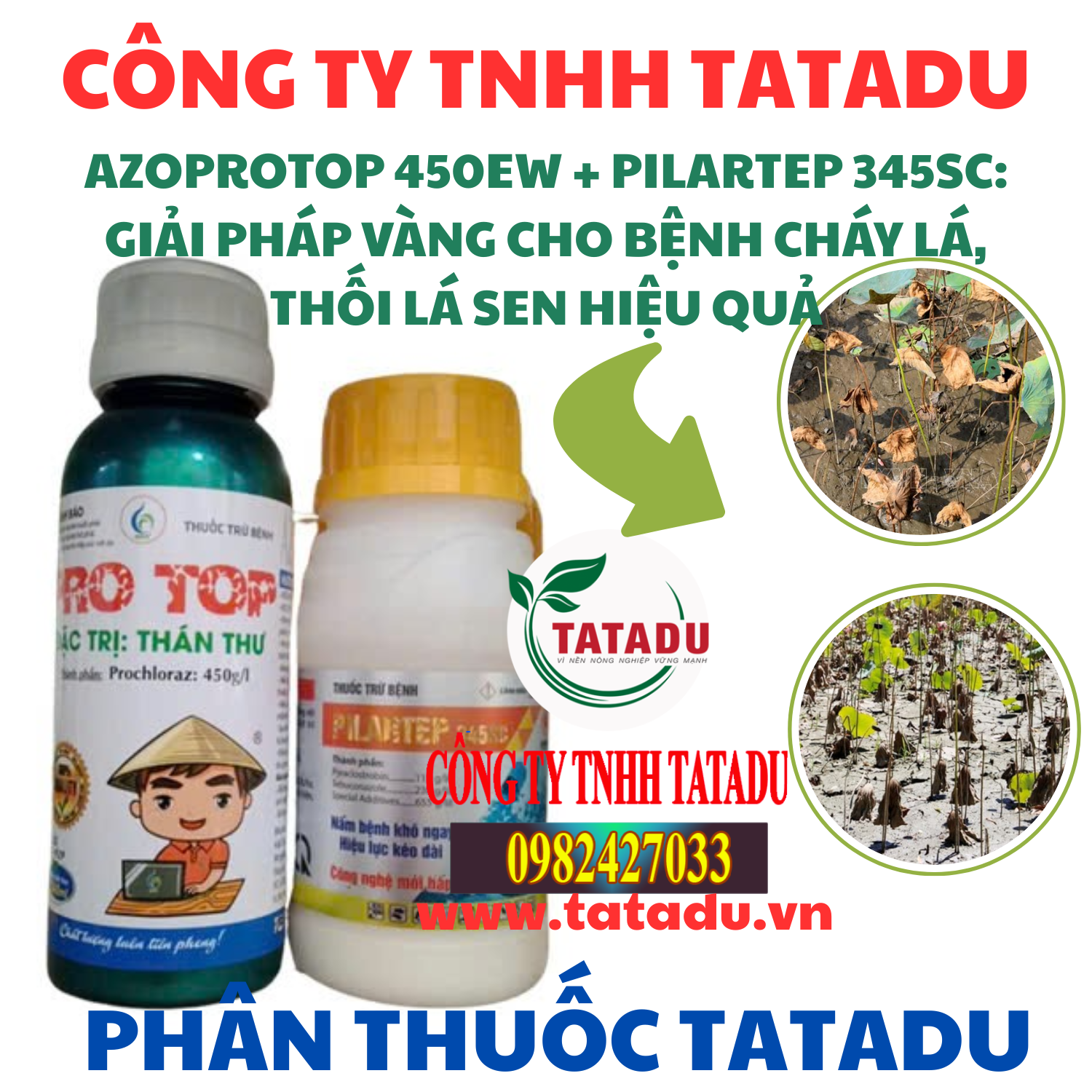 TRỪ BỆNH CHÁY LÁ, THỐI LÁ SEN