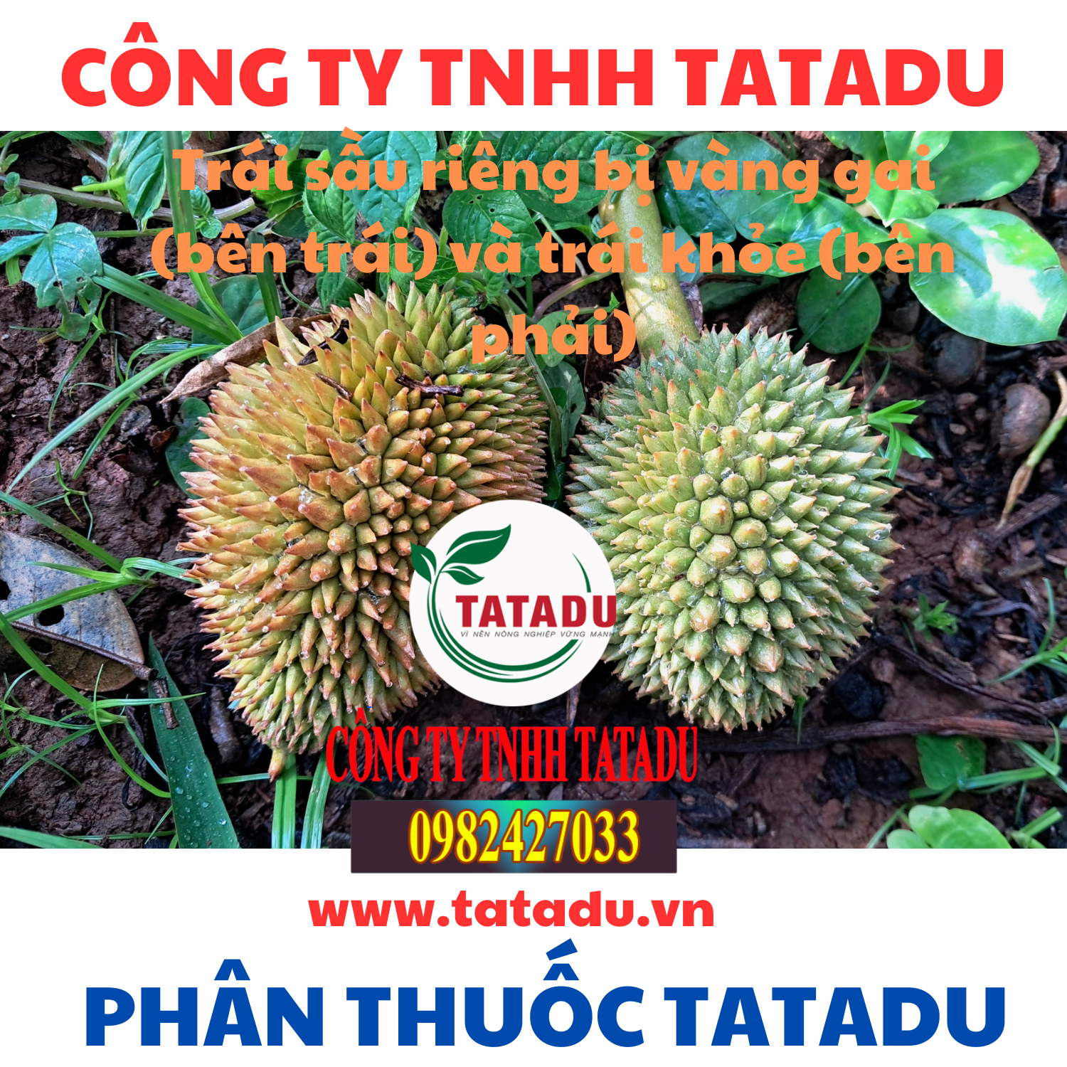 Trai sau rieng bi vang gai ben trai va trai khoe ben phai