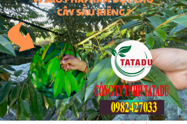 VÌ SAO PHẢI HÃM ĐỌT CHO CÂY SẦU RIÊNG ?
