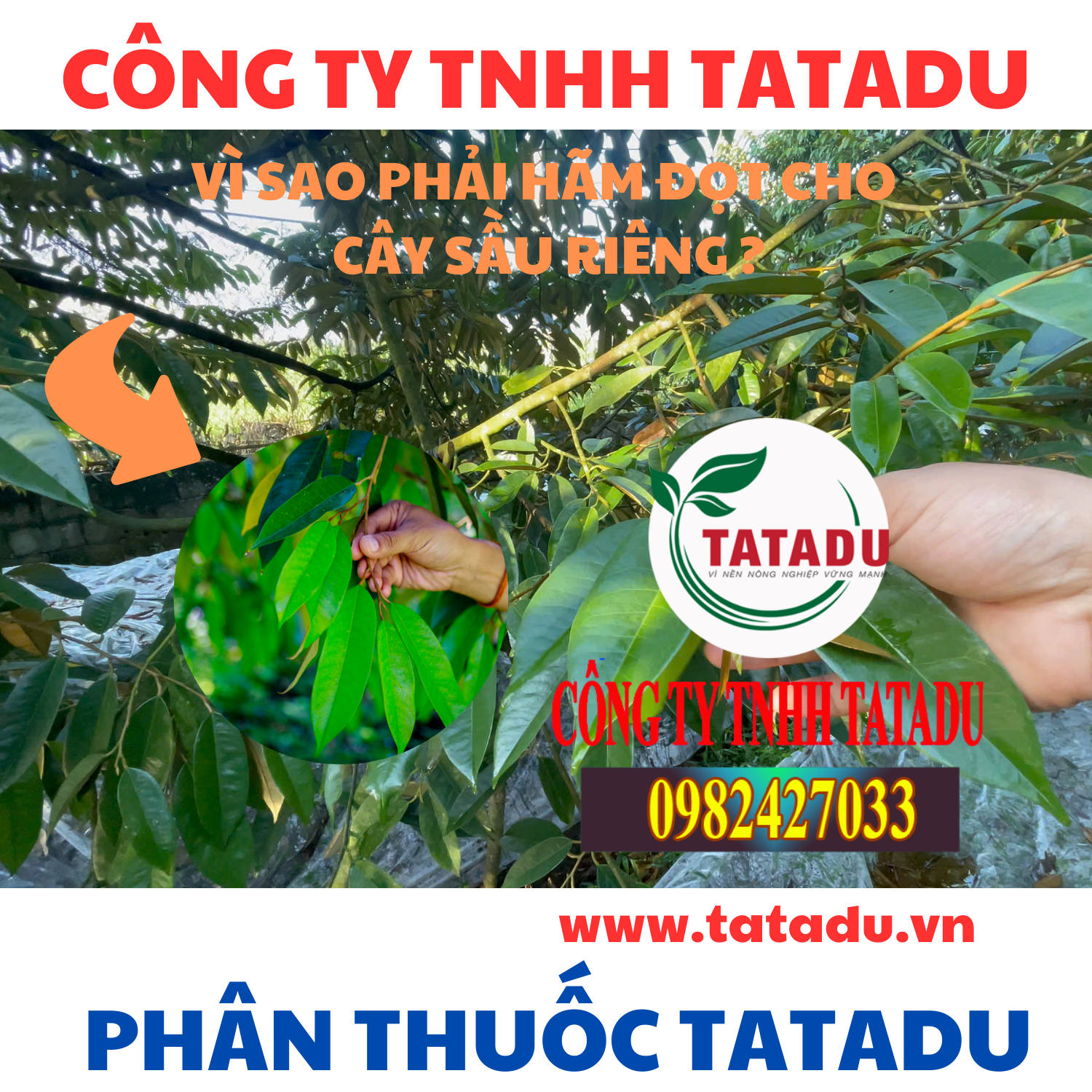 VI SAO PHAI HAM DOT CHO CAY SAU RIENG