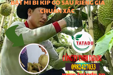 BẬT MÍ BÍ KÍP GÕ SẦU RIÊNG GIÀ CHUẨN XÁC