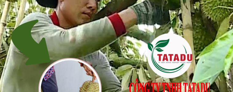 BAT MI BI KIP GO SAU RIENG GIA CHUAN XAC