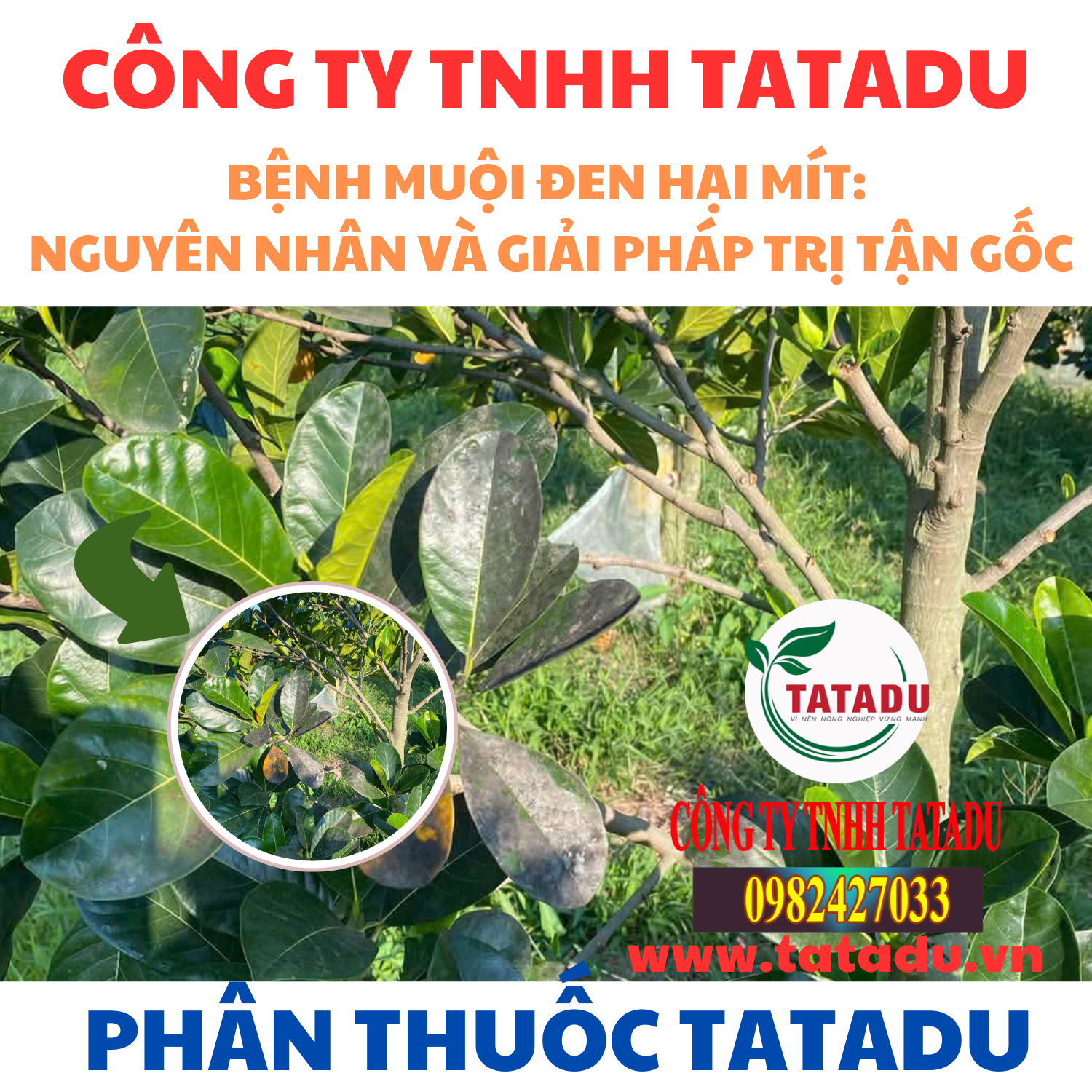 BENH MUOI DEN HAI MIT NGUYEN NHAN VA GIAI PHAP TRI TAN GOC