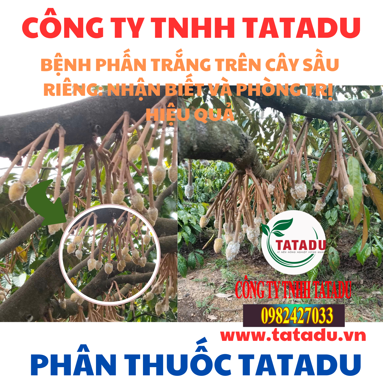 BENH PHAN TRANG TREN CAY SAU RIENG NHAN BIET VA PHONG TRI HIEU QUA