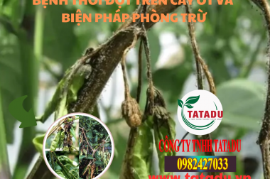 BỆNH THỐI ĐỌT TRÊN CÂY ỚT VÀ BIỆN PHÁP PHÒNG TRỪ