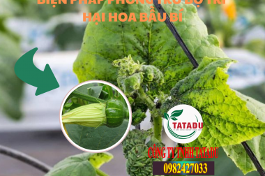 BIỆN PHÁP PHÒNG TRỪ BỌ TRĨ HẠI HOA BẦU BÍ