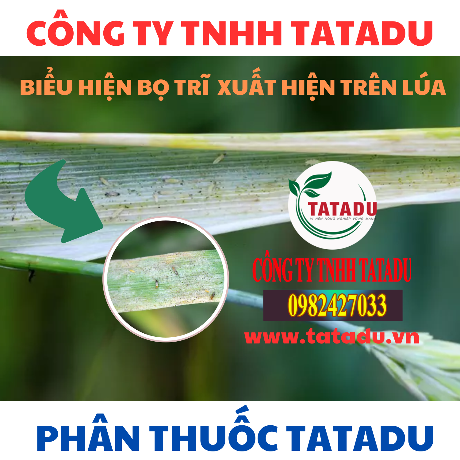 BIEU HIEN BO TRI XUAT HIEN TREN LUA