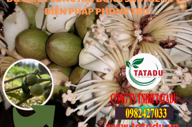 BỌ CÁNH CỨNG HẠI BÔNG SẦU RIÊNG VÀ BIỆN PHÁP PHÒNG TRỪ