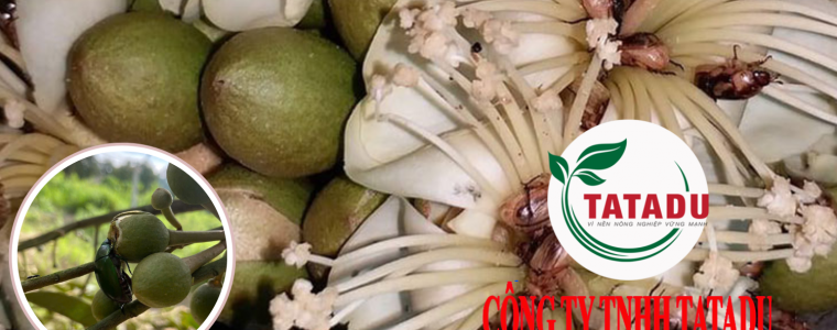 BO CANH CUNG HAI BONG SAU RIENG VA BIEN PHAP PHONG TRU