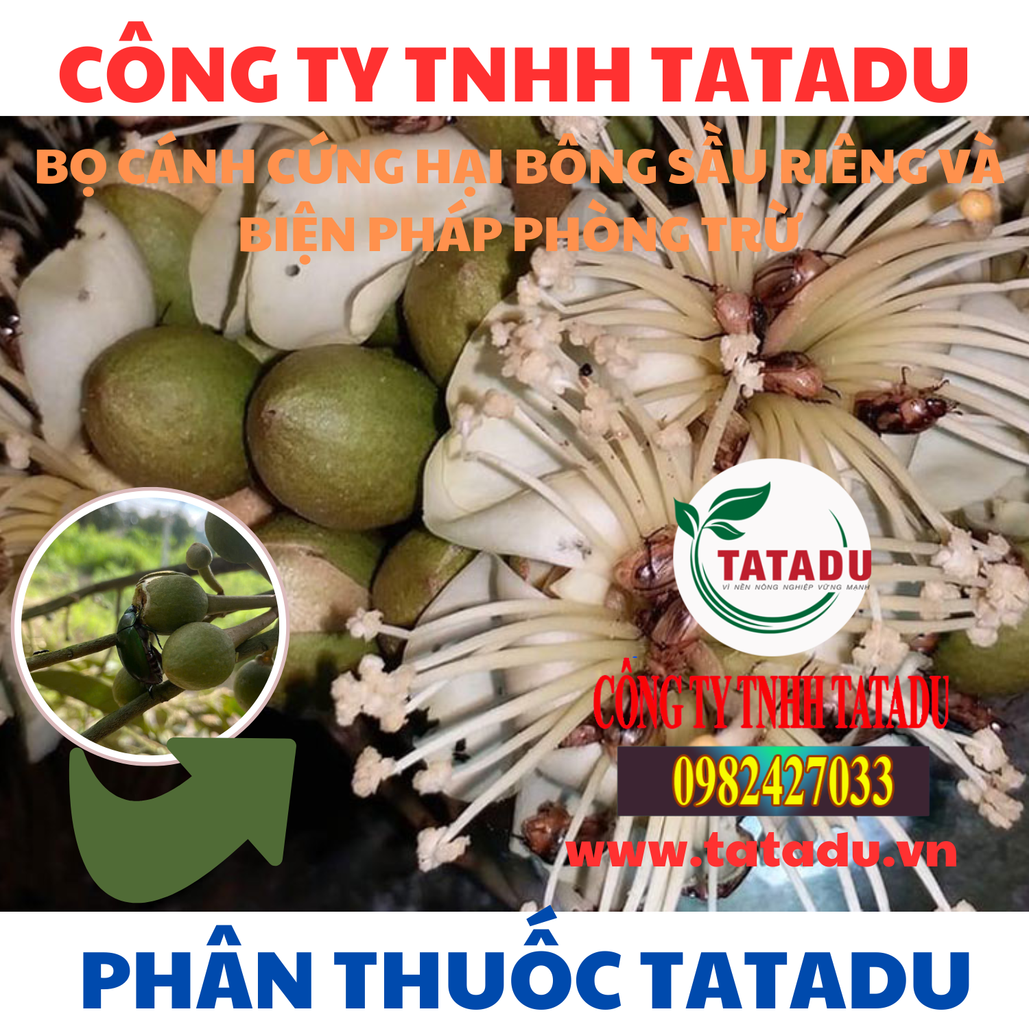 BO CANH CUNG HAI BONG SAU RIENG VA BIEN PHAP PHONG TRU