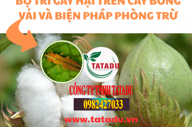 BỌ TRĨ GÂY HẠI TRÊN CÂY BÔNG VẢI VÀ BIỆN PHÁP PHÒNG TRỪ