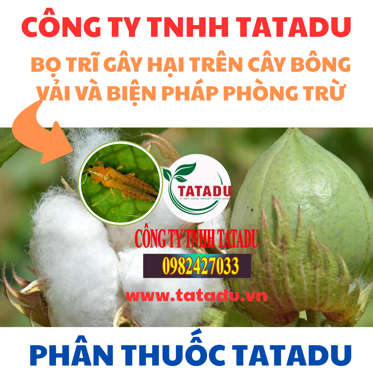 BO TRI GAY HAI TREN CAY BONG VAI VA BIEN PHAP PHONG TRU