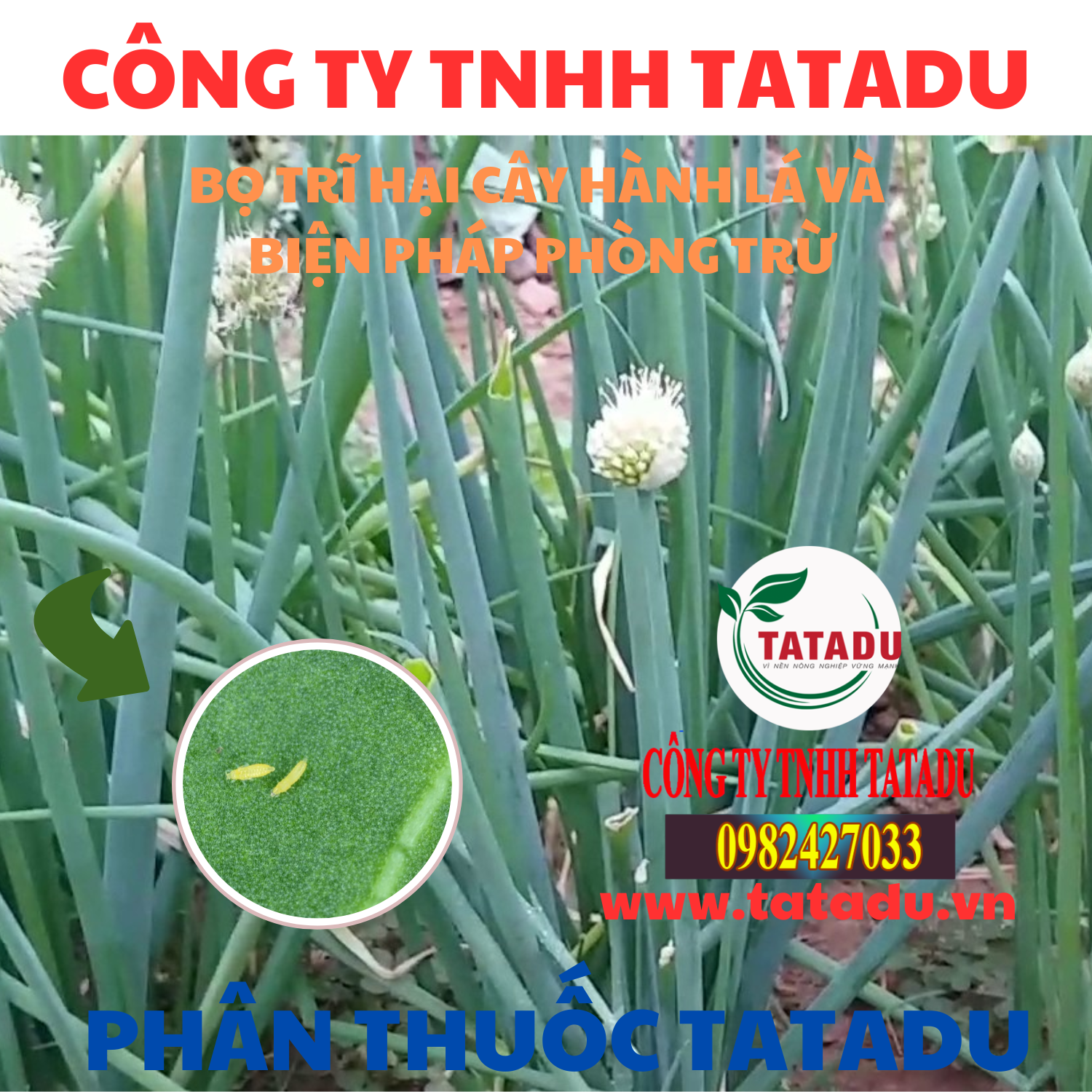 BO TRI HAI CAY HANH LA VA BIEN PHAP PHONG TRU