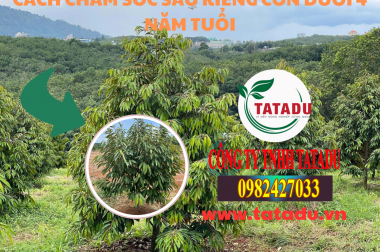 CÁCH CHĂM SÓC SẦU RIÊNG CON DƯỚI 4 NĂM TUỔI