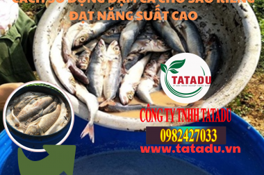 CÁCH SỬ DỤNG ĐẠM CÁ CHO SẦU RIÊNG ĐẠT NĂNG SUẤT CAO