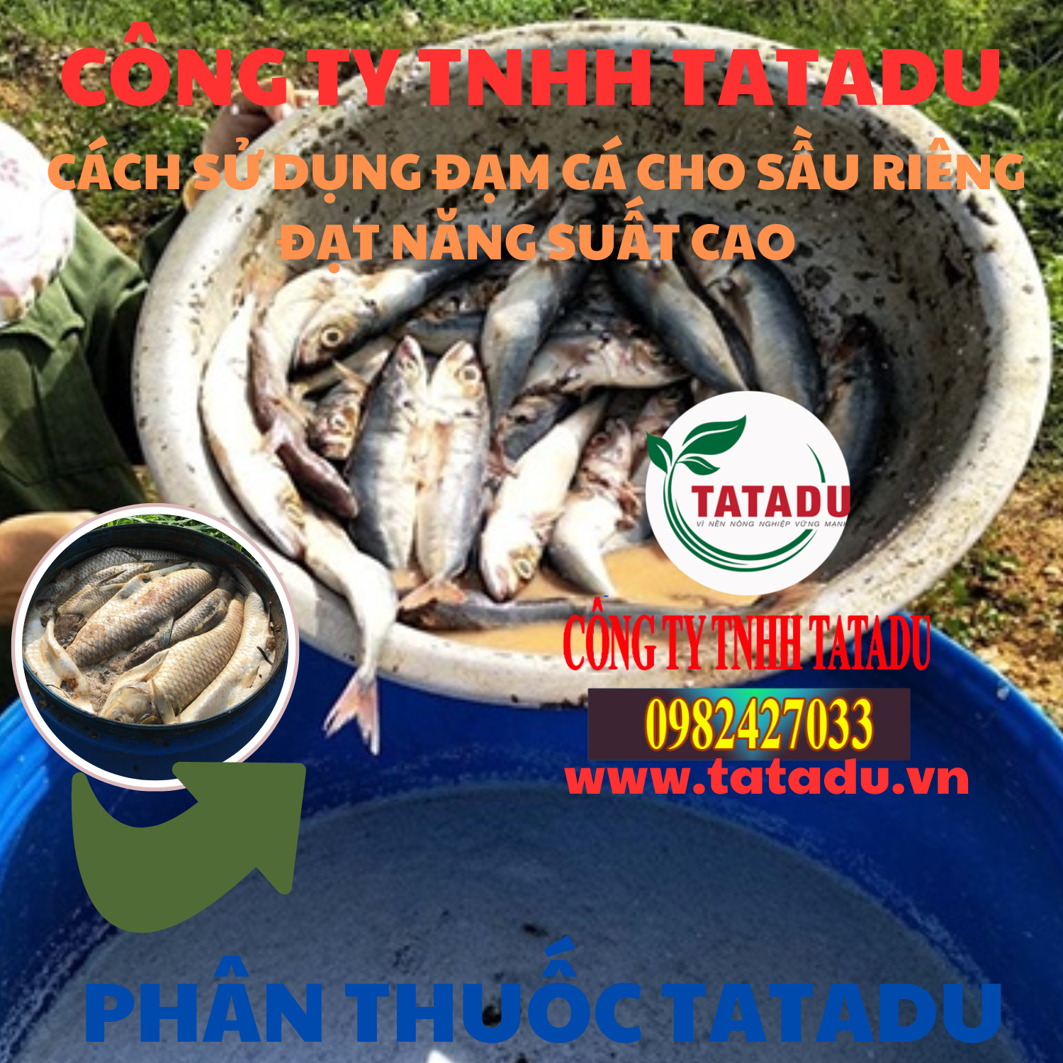 CACH SU DUNG DAM CA CHO SAU RIENG DAT NANG SUAT CAO