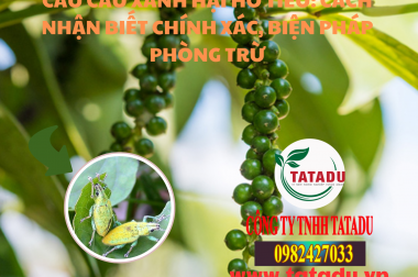 CÂU CẤU XANH HẠI HỒ TIÊU: CÁCH NHẬN BIẾT CHÍNH XÁC, BIỆN PHÁP PHÒNG TRỪ
