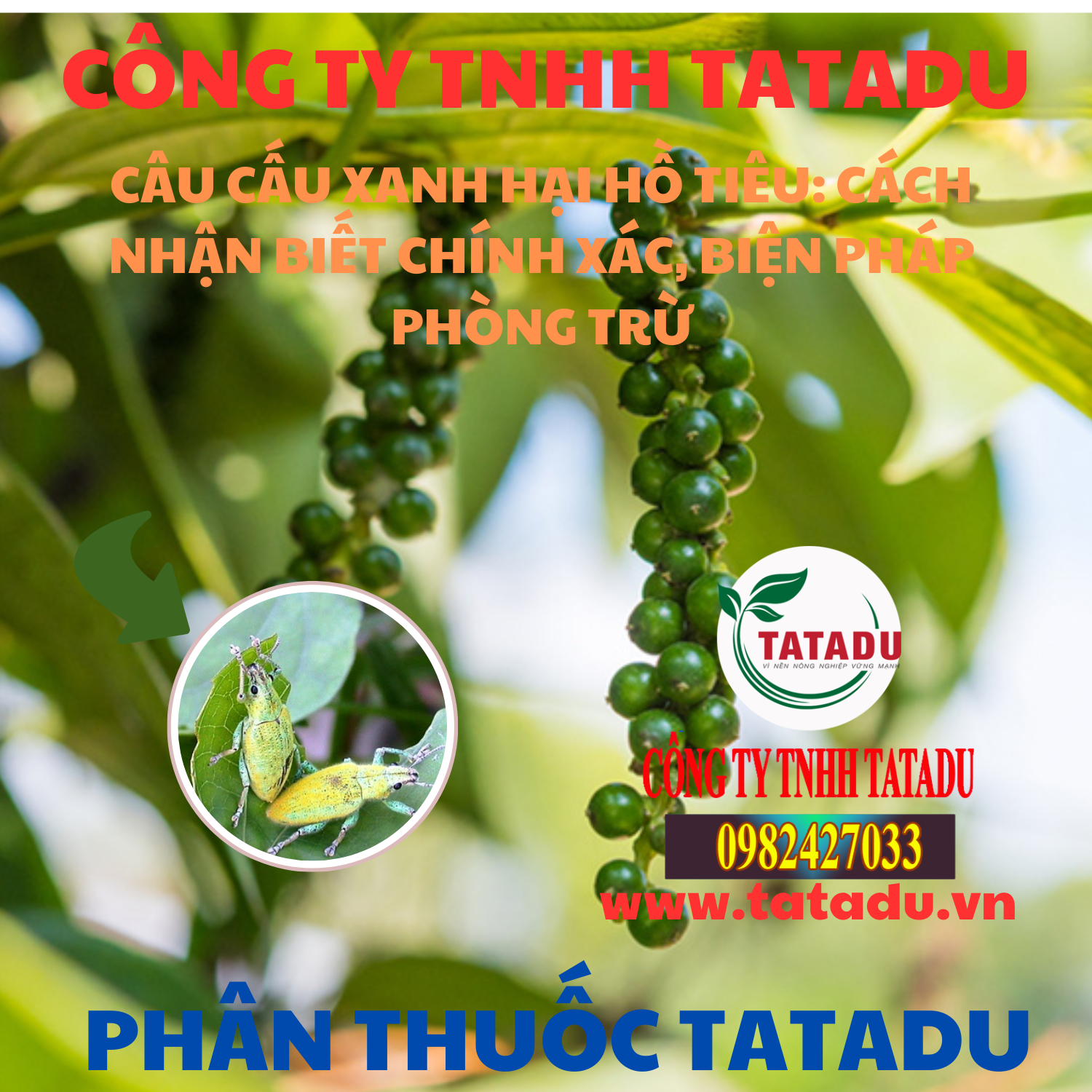 CAU CAU XANH HAI HO TIEU CACH NHAN BIET CHINH XAC BIEN PHAP PHONG TRU