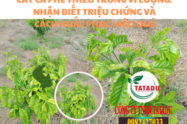 CÂY CÀ PHÊ THIẾU TRUNG VI LƯỢNG: NHẬN BIẾT TRIỆU CHỨNG VÀ CÁCH KHẮC PHỤC HIỆU QUẢ