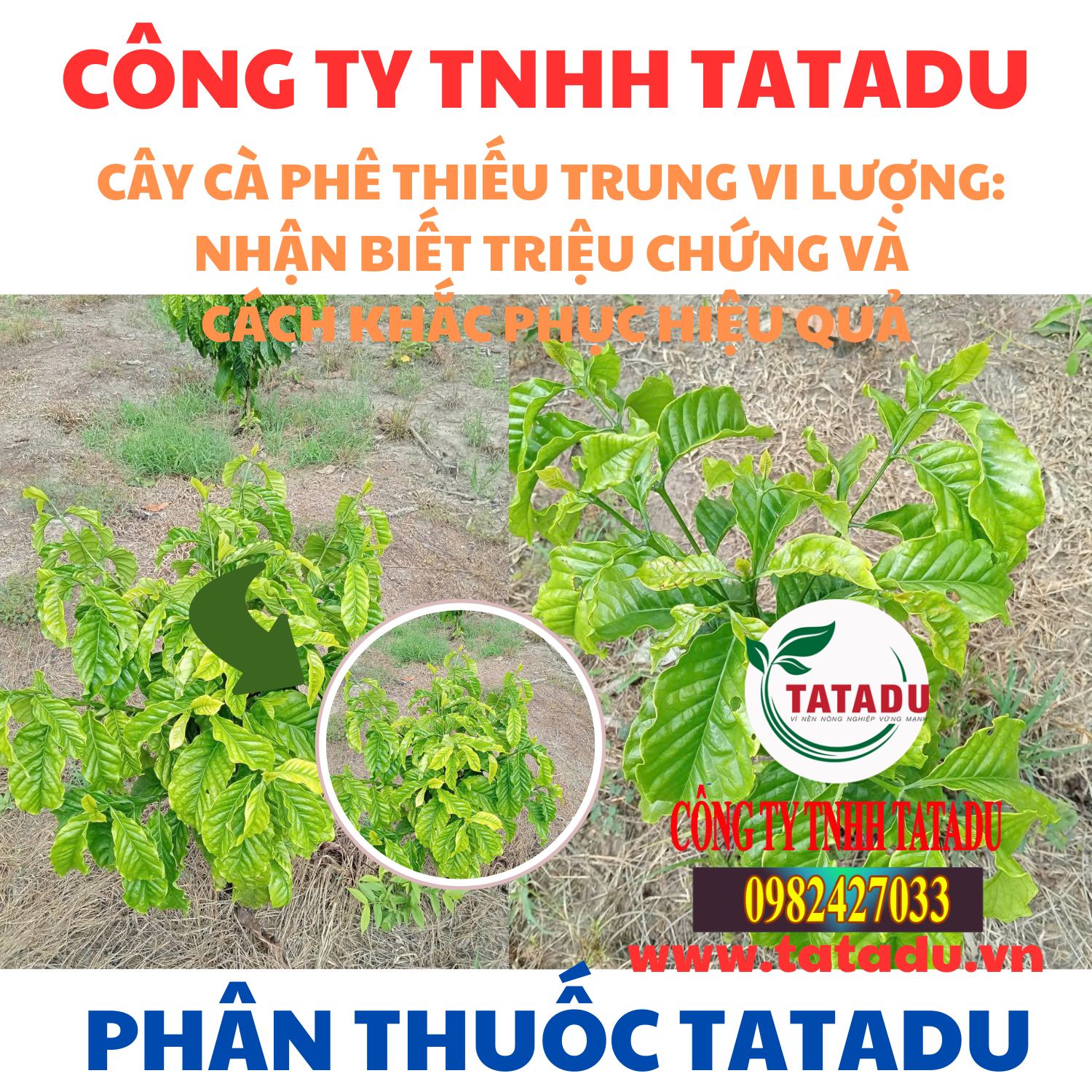 CAY CA PHE THIEU TRUNG VI LUONG NHAN BIET TRIEU CHUNG VA CACH KHAC PHUC HIEU QUA
