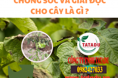 CHỐNG SỐC VÀ GIẢI ĐỘC CHO CÂY LÀ GÌ ?