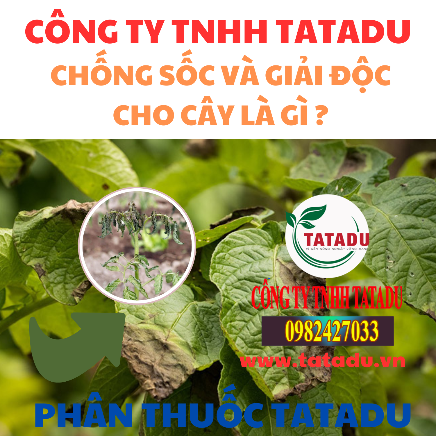 CHONG SOC VA GIAI DOC CHO CAY LA GI