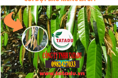 CƠI ĐỌT SẦU RIÊNG LÀ GÌ ? CHU TRÌNH PHÁT TRIỂN CỦA CƠI ĐỌT SẦU RIÊNG