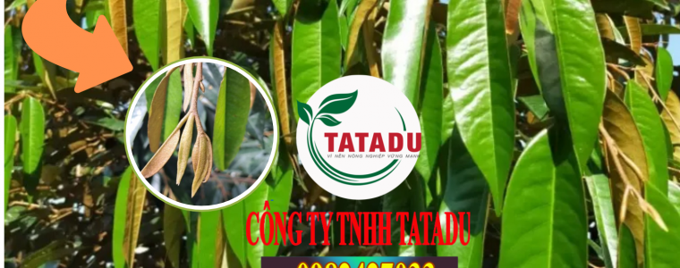 CƠI ĐỌT SẦU RIÊNG LÀ GÌ ?