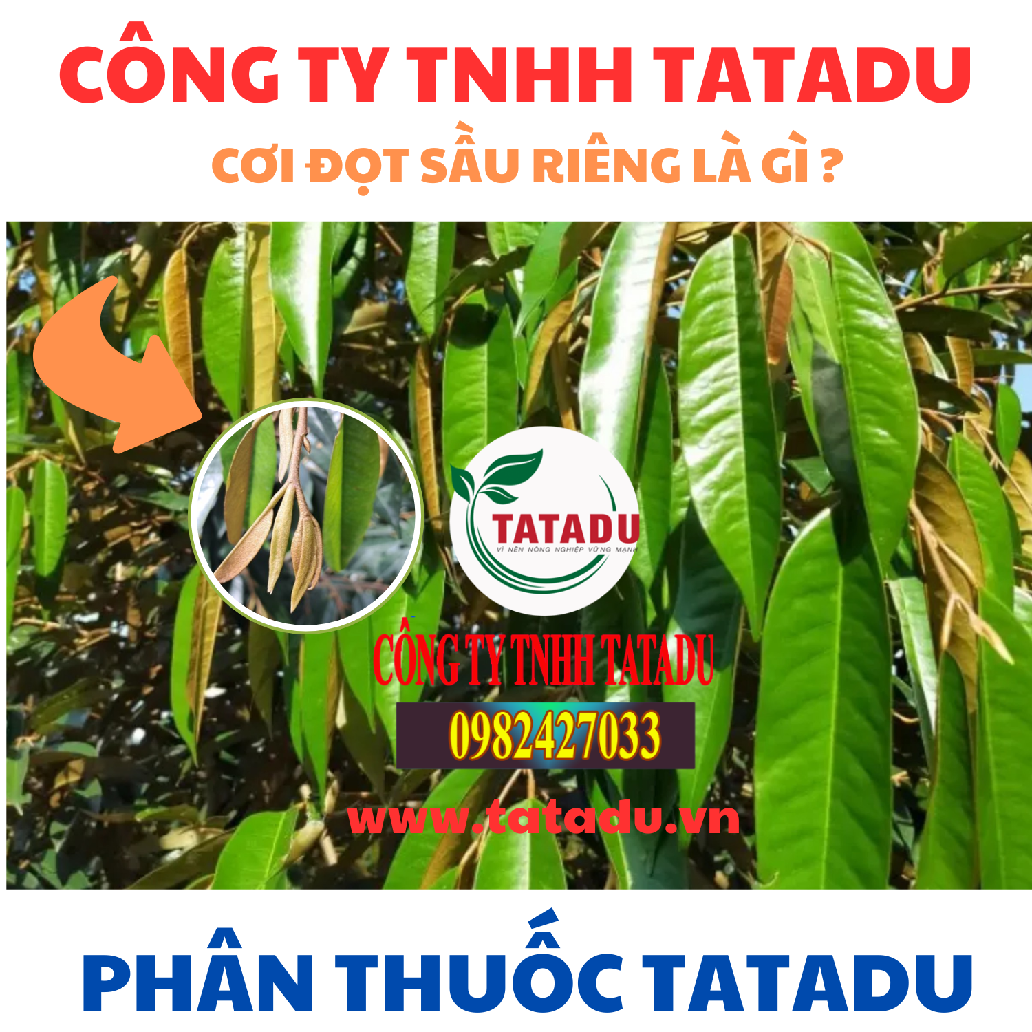 CƠI ĐỌT SẦU RIÊNG LÀ GÌ ?