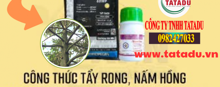 CONG THUC TAY RONG REU NAM HONG APN