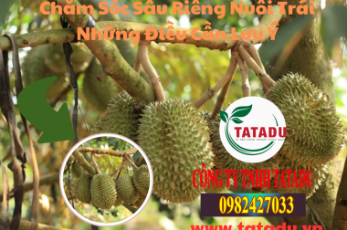 Chăm Sóc Sầu Riêng Nuôi Trái Những Điều Cần Lưu Ý