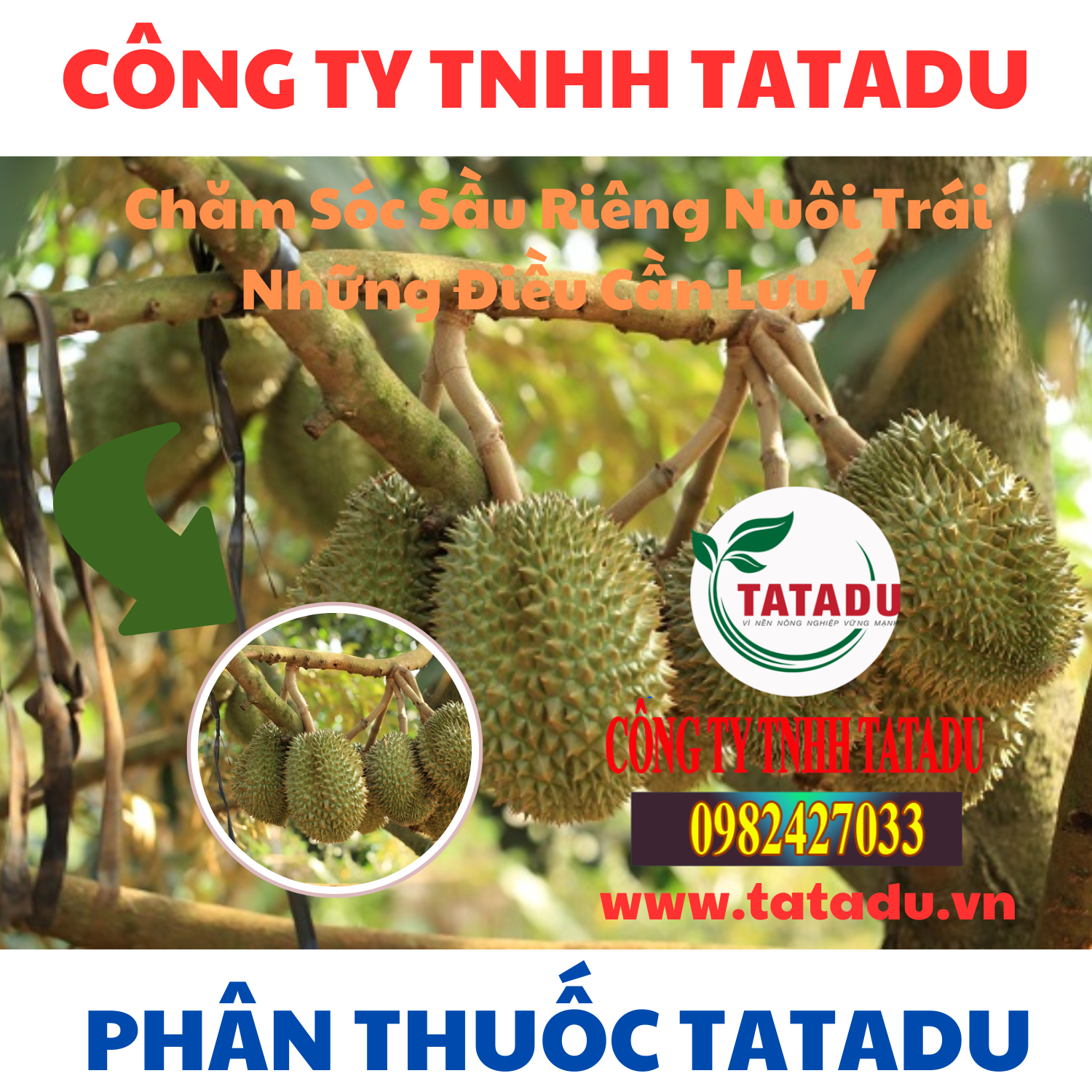 Cham Soc Sau Rieng Nuoi Trai Nhung Dieu Can Luu Y Cham Soc Sau Rieng Nuoi Trai Nhung Dieu Can Luu Y