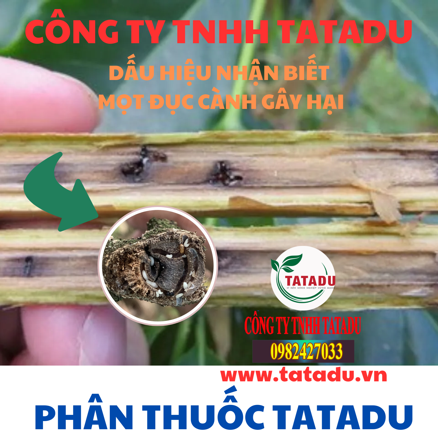 DAU HIEU NHAN BIET MOT DUC CANH GAY HAI