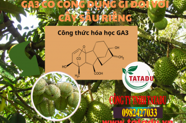 GA3 CÓ CÔNG DỤNG GÌ ĐỐI VỚI CÂY SẦU RIÊNG
