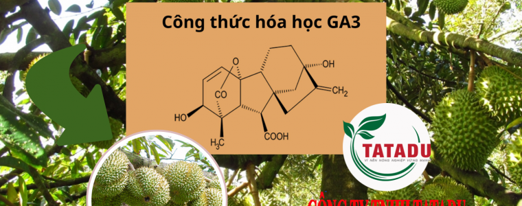 GA3 CO CONG DUNG GI DOI VOI CAY SAU RIENG