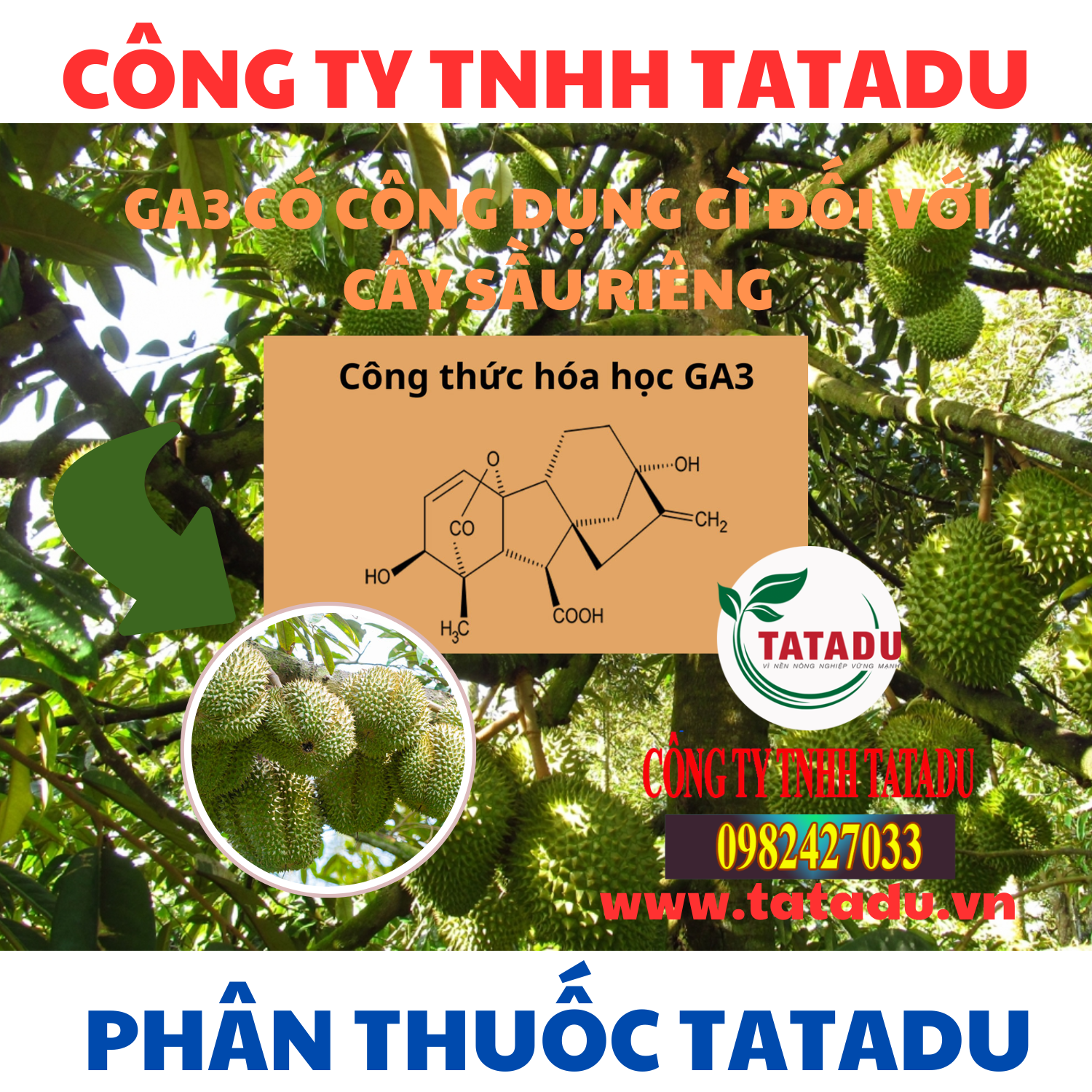 GA3 CO CONG DUNG GI DOI VOI CAY SAU RIENG