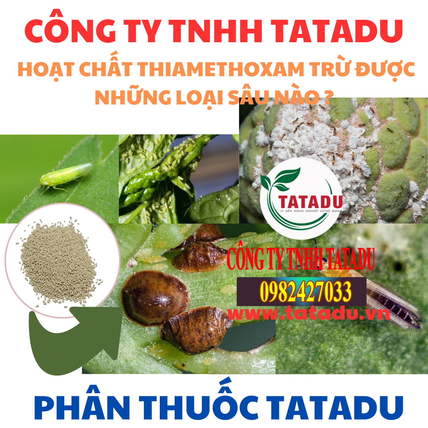 HOAT CHAT THIAMETHOXAM TRU DUOC NHUNG LOAI SAU NAO