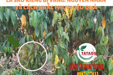 LÁ SẦU RIÊNG BỊ VÀNG: NGUYÊN NHÂN VÀ CÁCH KHẮC PHỤC HIỆU QUẢ