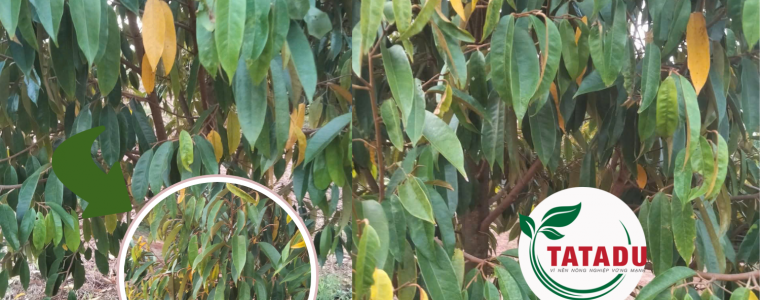 LA SAU RIENG BI VANG NGUYEN NHAN VA CACH KHAC PHUC HIEU QUA