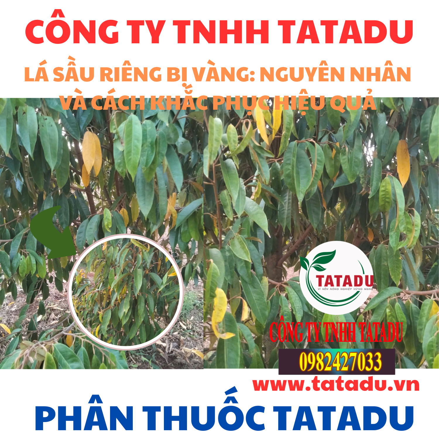 LA SAU RIENG BI VANG NGUYEN NHAN VA CACH KHAC PHUC HIEU QUA