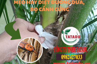 MẸO HAY DIỆT ĐUÔNG DỪA, BỌ CÁNH CỨNG APN