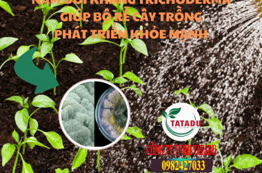 Trichoderma: Giải Pháp Sinh Học Cải Tạo Đất, Phòng Trừ Nấm Bệnh Hiệu Quả Cho Cây Trồng