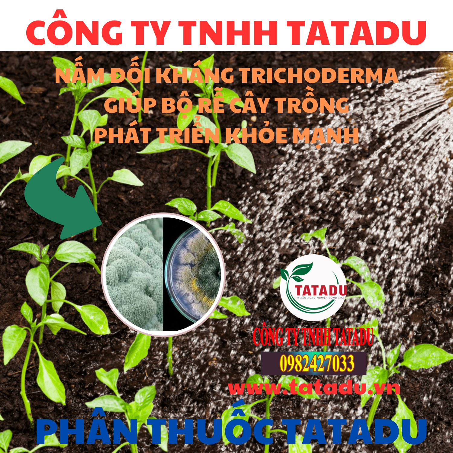 NAM DOI KHANG TRICHODERMA GIUP BO RE CAY TRONG PHAT TRIEN KHOE MANH