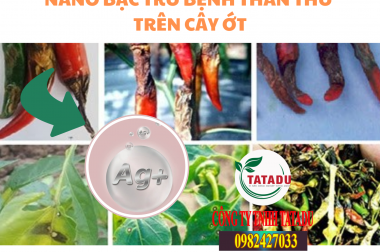 Nano Bạc: Giải Pháp Vàng Phòng Trừ Nấm Bệnh Cây Trồng Hiệu Quả, An Toàn