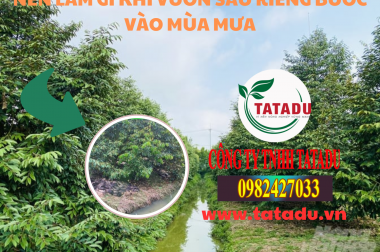 NÊN LÀM GÌ KHI VƯỜN SẦU RIÊNG BƯỚC VÀO MÙA MƯA
